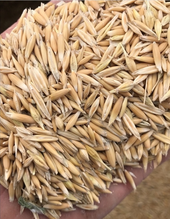 Oats Echidna Feed Oats Grain & Seed Oats For Sale